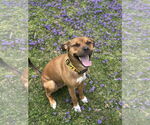 Small Boxer Mix