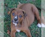 Small #8 Labrador Retriever Mix