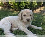 Puppy Puppy 3 Goldendoodle