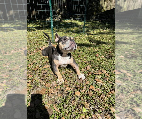 Medium Photo #3 French Bulldog-Unknown Mix Puppy For Sale in oakland, FL, USA