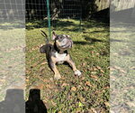 Small Photo #3 French Bulldog-Unknown Mix Puppy For Sale in oakland, FL, USA