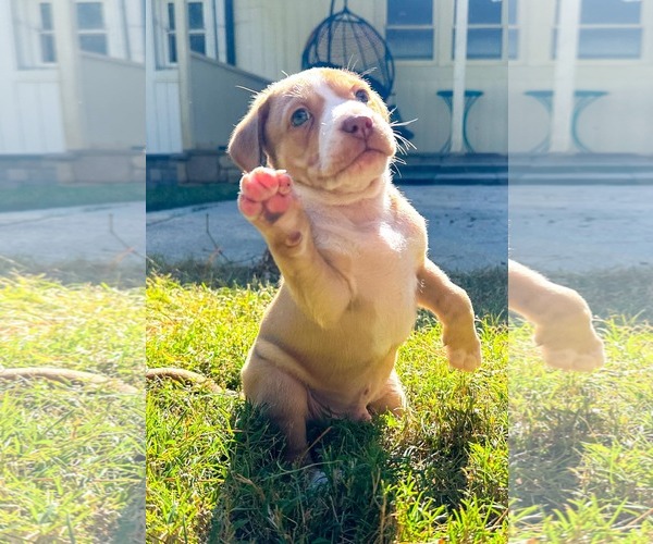 Medium Photo #2 Mutt Puppy For Sale in Holly Springs, NC, USA