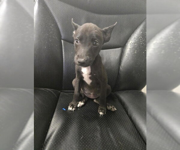 Medium Photo #1 Labrador Retriever-Unknown Mix Puppy For Sale in Corpus Christi, TX, USA