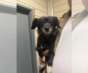 Chiranian Dogs for adoption in Westwood, NJ, USA