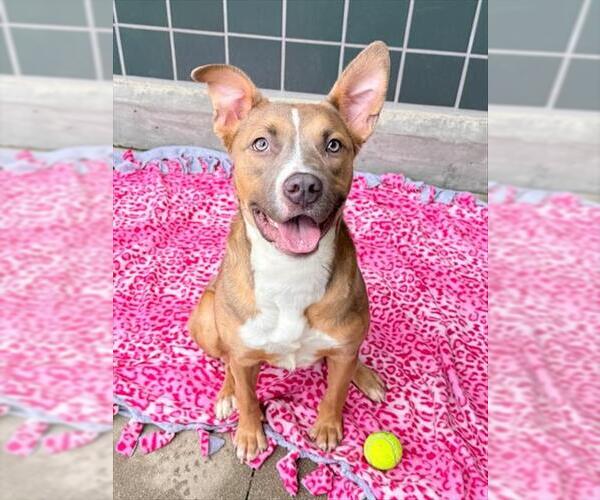 Medium Photo #2 Mutt Puppy For Sale in Rancho Cucamonga, CA, USA