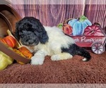Small Photo #4 Goldendoodle Puppy For Sale in COLORADO SPRINGS, CO, USA