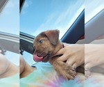 Puppy 6 Flat Coated Retriever-Golden Shepherd Mix