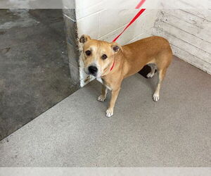 Labrador Retriever-Unknown Mix Dogs for adoption in San Bernardino, CA, USA