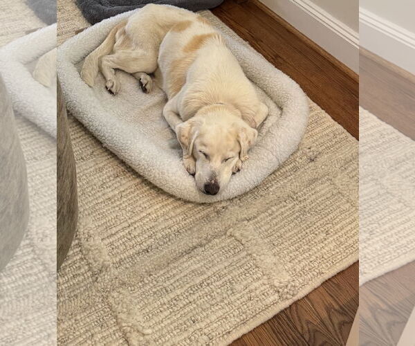 Medium Photo #2 Labrenees Puppy For Sale in Houston, TX, USA