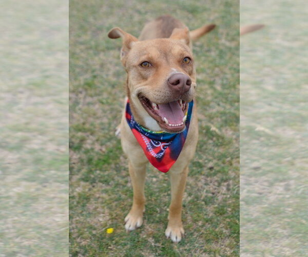 Medium Photo #4 Mutt Puppy For Sale in McKinney, TX, USA