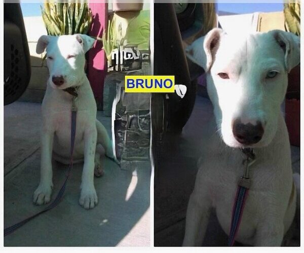 Medium Photo #2 Staffordshire Bull Terrier-Unknown Mix Puppy For Sale in Woodland Hills, CA, USA