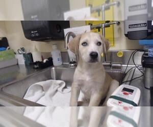 Siberian Husky-Unknown Mix Dogs for adoption in Denver, CO, USA