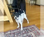Small #11 American Pit Bull Terrier-Pointer Mix