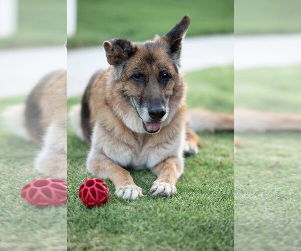 Medium Photo #4 German Shepherd Dog Puppy For Sale in Temecula, CA, USA
