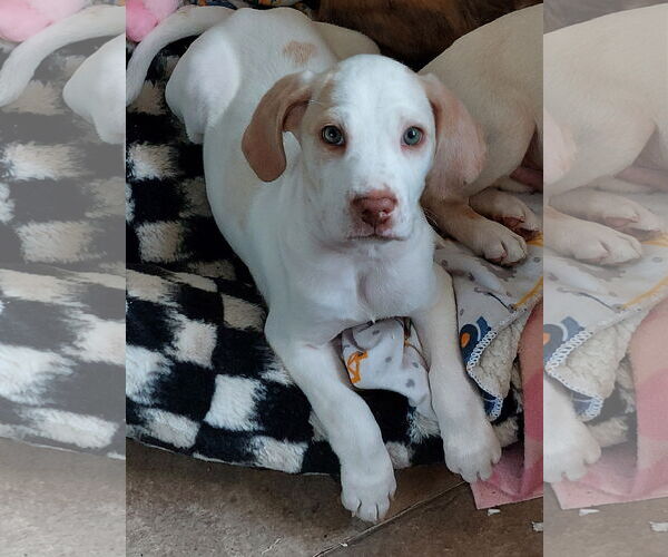 Medium Photo #1 American Bulldog-Unknown Mix Puppy For Sale in Sanford, FL, USA