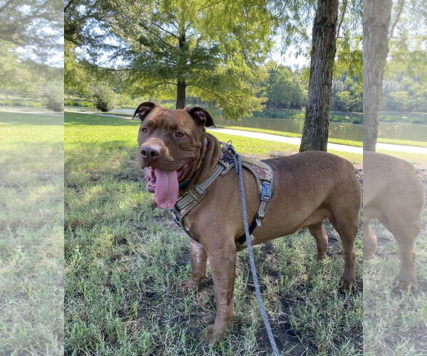 Medium Photo #2 Mastiff-Unknown Mix Puppy For Sale in Euless, TX, USA