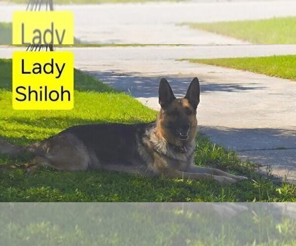 Medium Photo #6 German Shepherd Dog Puppy For Sale in CLEARWATER, FL, USA