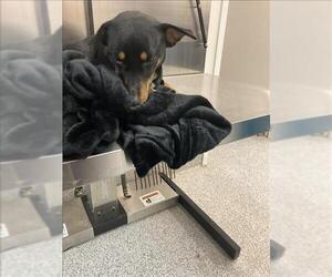 Dachshund-Unknown Mix Dogs for adoption in Houston, TX, USA