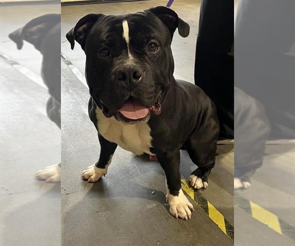 Medium Photo #1 American Bulldog Puppy For Sale in Rancho Cucamonga, CA, USA