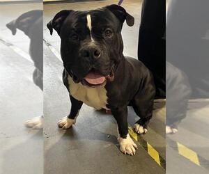 American Bulldog Dogs for adoption in Rancho Cucamonga, CA, USA