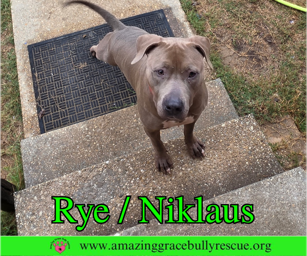 Medium Photo #5 Labrador Retriever-Unknown Mix Puppy For Sale in Milton, FL, USA