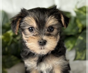 Morkie Puppy for sale in ROCK STREAM, NY, USA