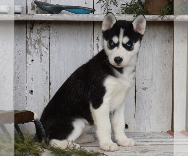 Medium Photo #3 Siberian Husky Puppy For Sale in FREDERICKSBG, OH, USA