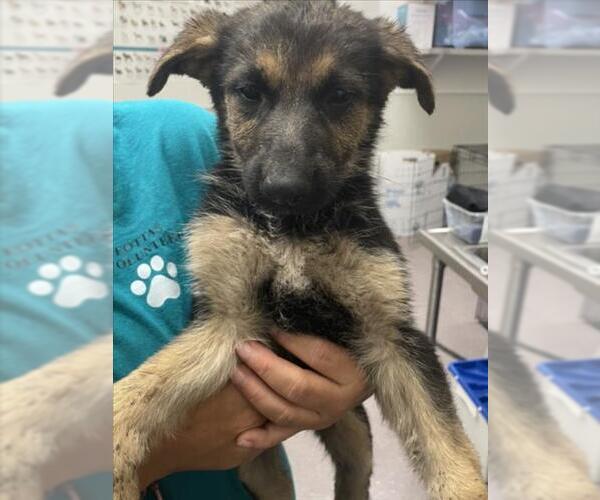 Medium Photo #1 German Shepherd Dog Puppy For Sale in Tracy, CA, USA