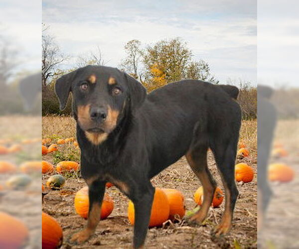 Medium Photo #2 Rottweiler Puppy For Sale in Mt. Laurel, NJ, USA