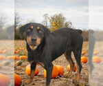 Small #1 Rottweiler