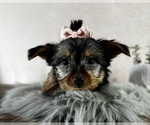 Small #7 Yorkshire Terrier