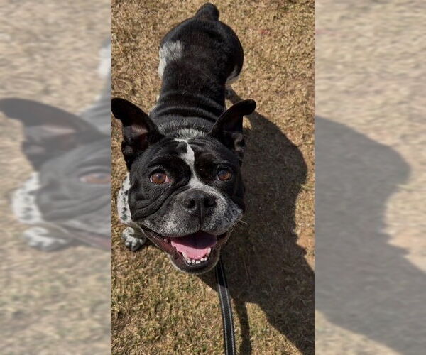 Medium Photo #1 French Bulldog Puppy For Sale in Naples, FL, USA