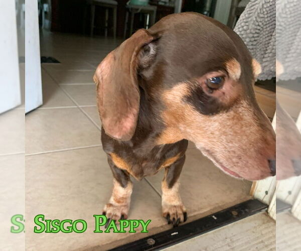 Medium Photo #4 Dachshund Puppy For Sale in San Antonio, TX, USA