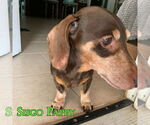 Small #3 Dachshund