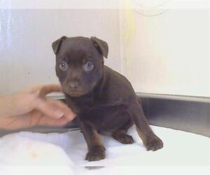 Texas Heeler Dogs for adoption in Sacramento, CA, USA