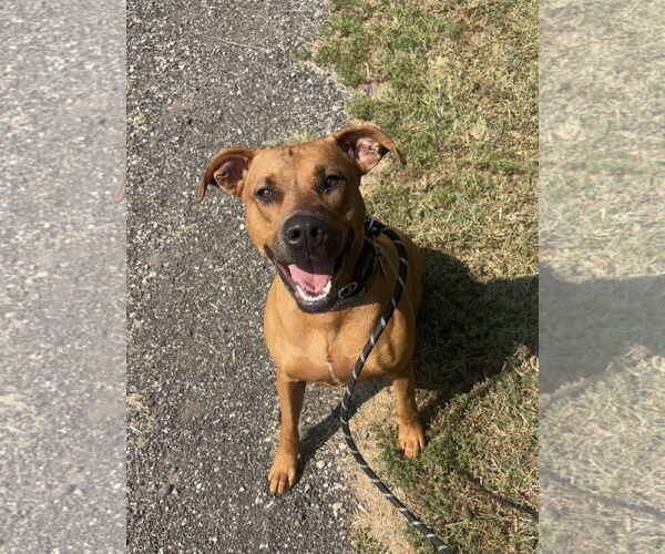 Medium Photo #2 Greyhound-Unknown Mix Puppy For Sale in Williamsburg, IA, USA