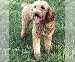 Small Photo #8 Goldendoodle Puppy For Sale in NICKELSVILLE, VA, USA