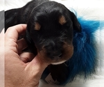 Small Photo #1 Doodleman Pinscher Puppy For Sale in SUNRISE BEACH, MO, USA