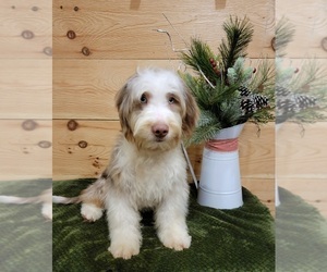 Aussiedoodle Miniature  Puppy for sale in SALEM, MO, USA