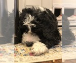 Small Photo #38 Aussiedoodle-Poodle (Standard) Mix Puppy For Sale in COMMERCE, MI, USA