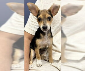 Beagle Dogs for adoption in Boca Raton, FL, USA