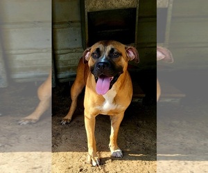 American Bandogge mastiff Dog for Adoption in WOODVILLE, Texas USA