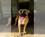 Small American Bandogge mastiff