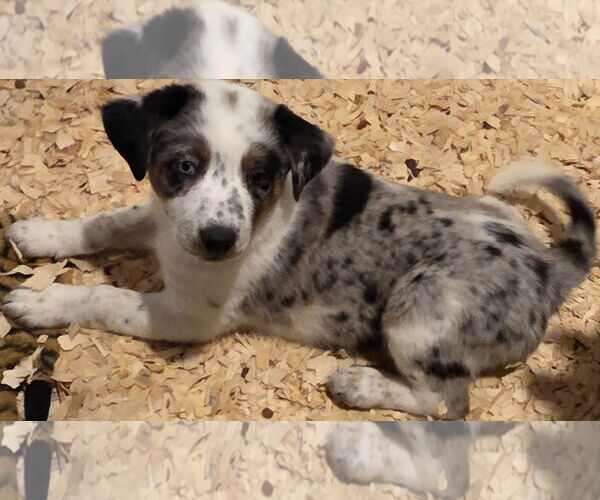 Medium Photo #1 Mutt Puppy For Sale in Garden City, NY, USA