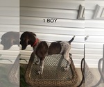 Small Photo #1 German Shorthaired Pointer Puppy For Sale in ENTERPRISE, AL, USA