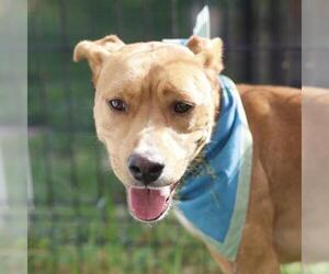 Labrador Retriever-Unknown Mix Dogs for adoption in San Antonio, TX, USA
