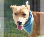 BOY - Male Labrador Retriever-Unknown Mix Dog for Adoption - Small photo