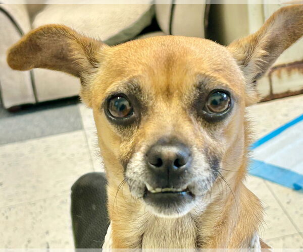 Medium Photo #7 Chiweenie Puppy For Sale in San Francisco, CA, USA
