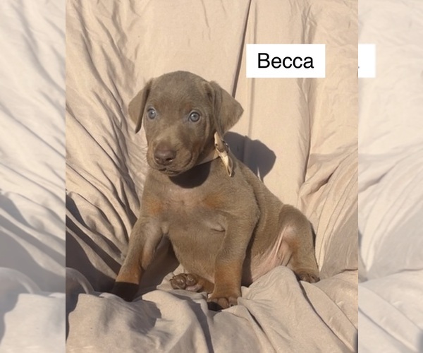 Medium Photo #2 Doberman Pinscher Puppy For Sale in POMEROY, OH, USA