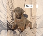 Small #1 Doberman Pinscher